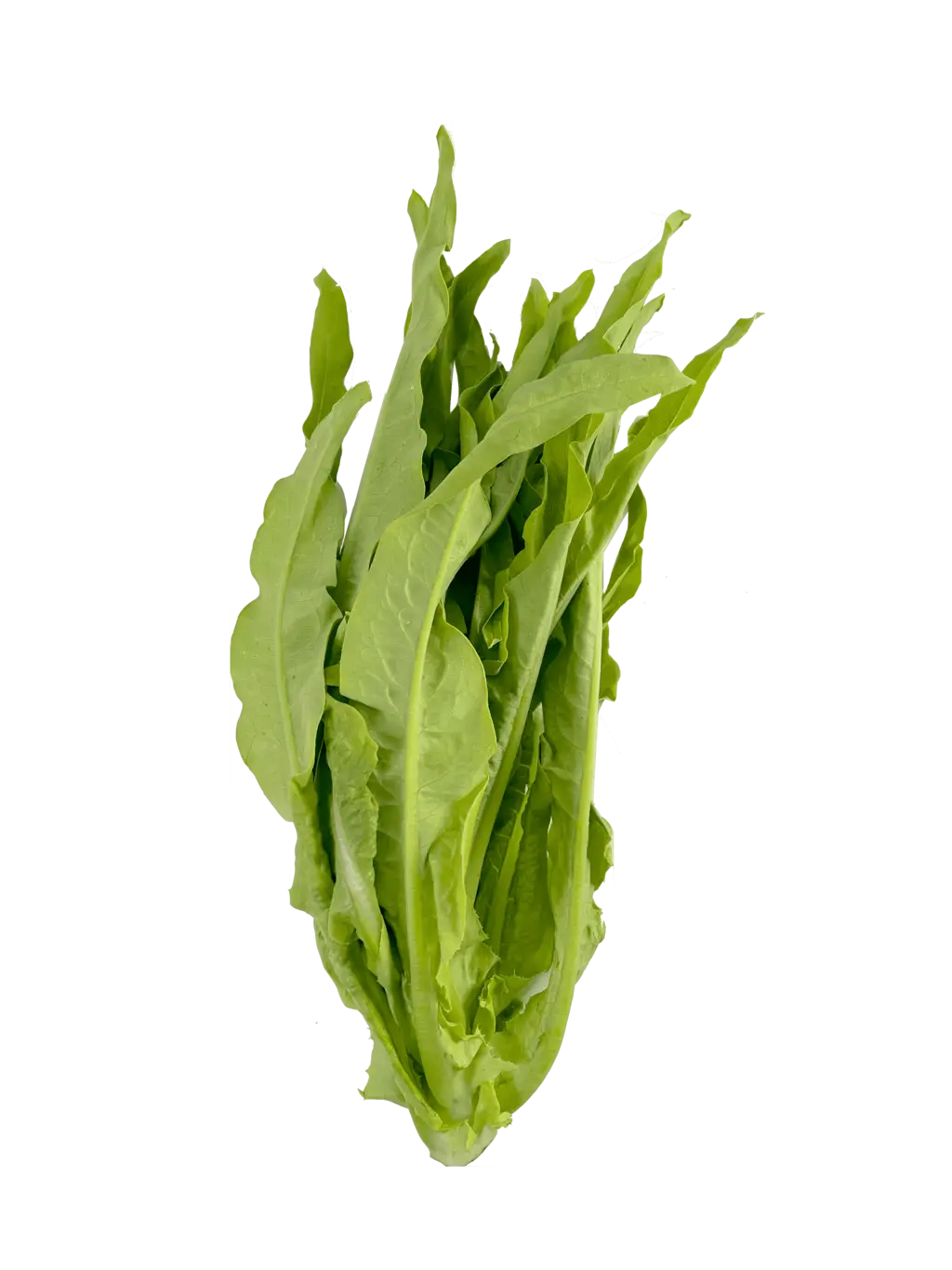 Mak Choi ca400g - Netherlands