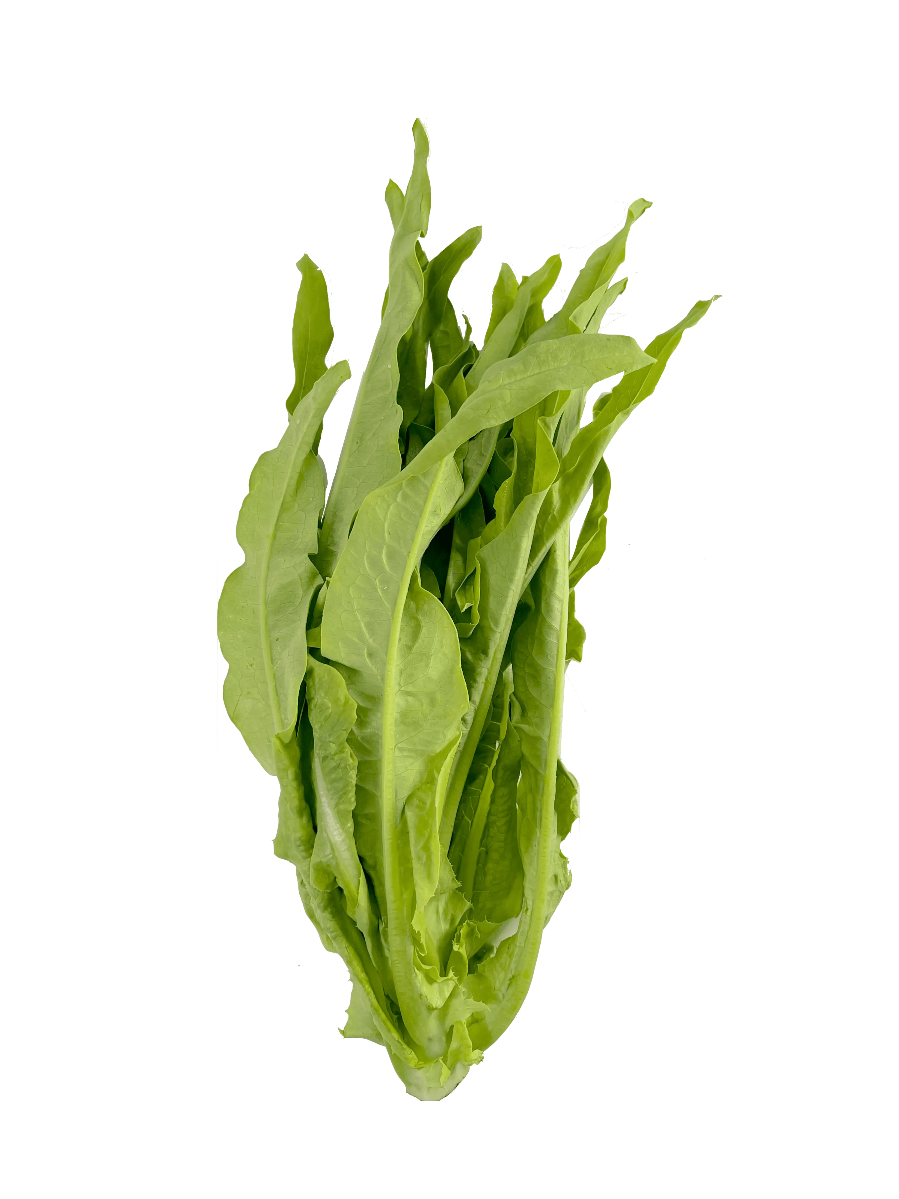 Mak Choi ca400g - Nederländerna
