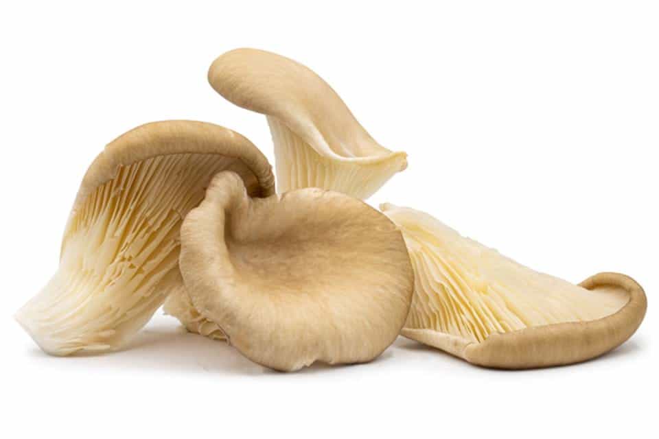 Ostronskivling Grå 150g Nederländerna