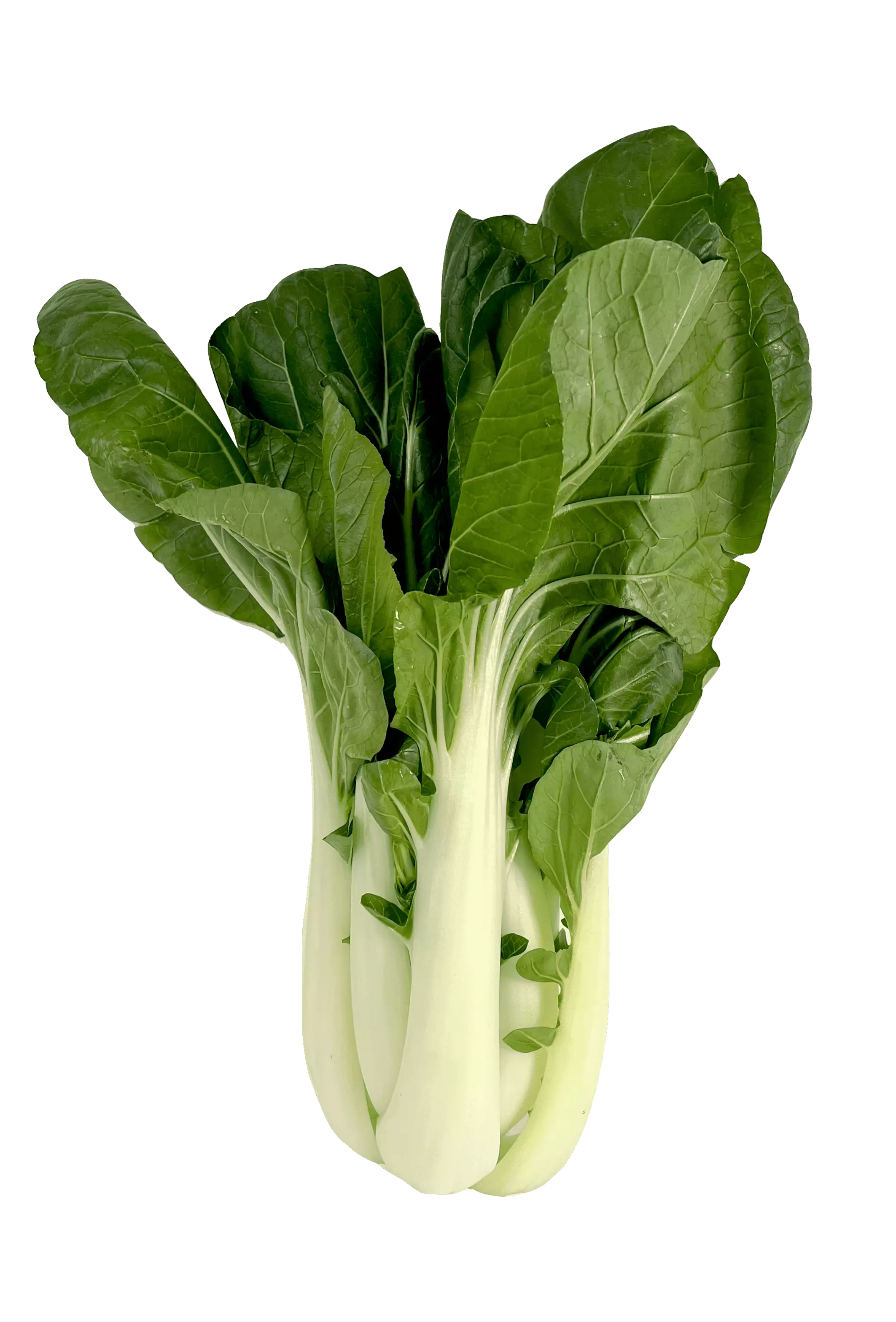 Pak Choi Vit Stam-Naibai ca500-600g - Nederländerna