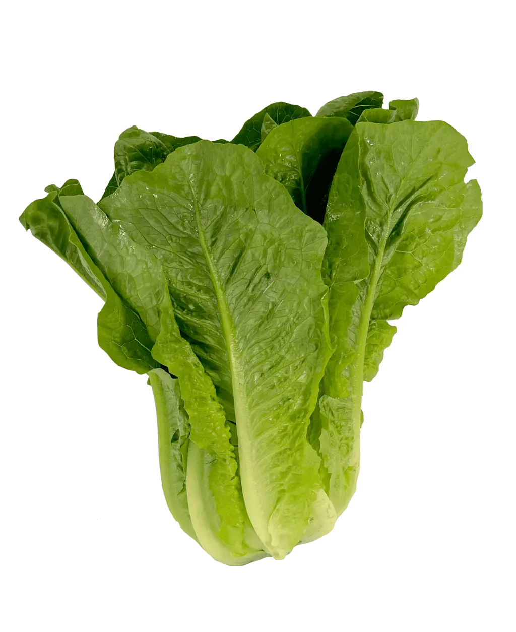 Roman salad app.450g/1st Spain