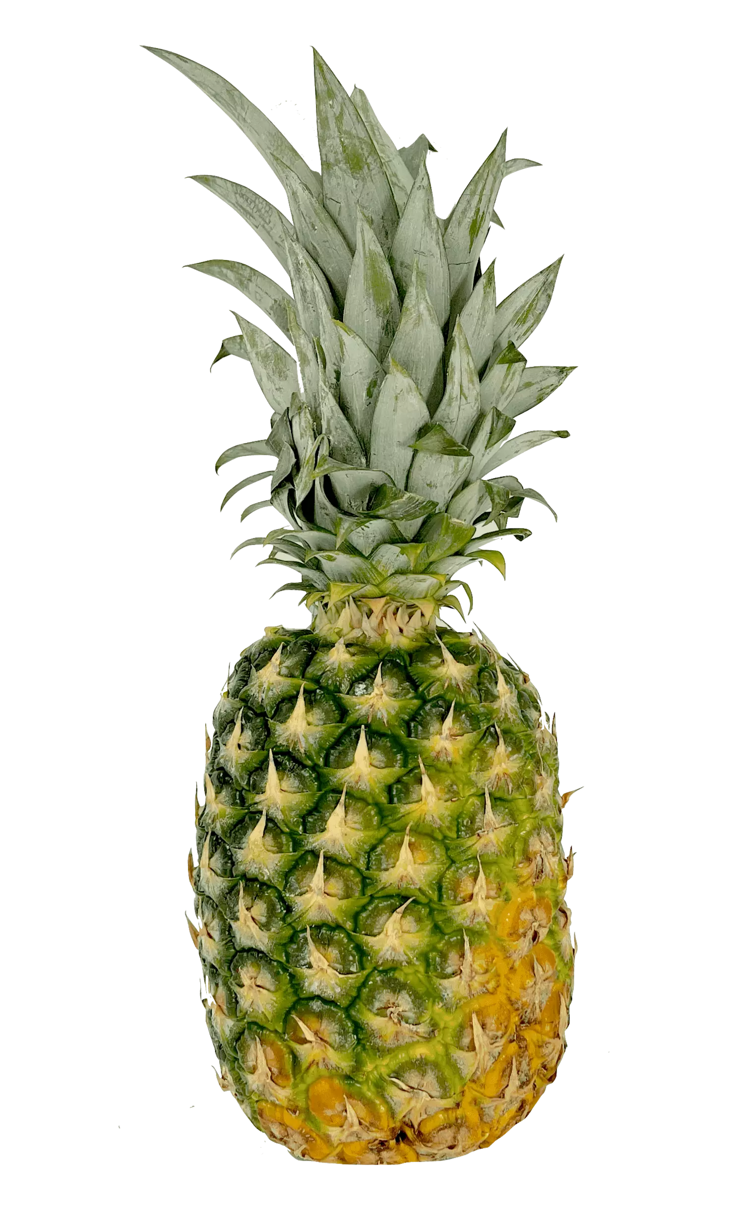 新鲜菠萝 以颗为计价 哥斯达黎加