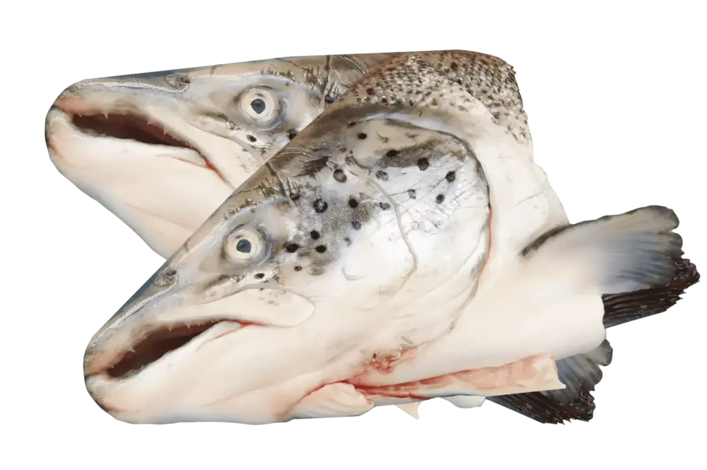 Salmon Head Frozen 2 pieces / bag Norway