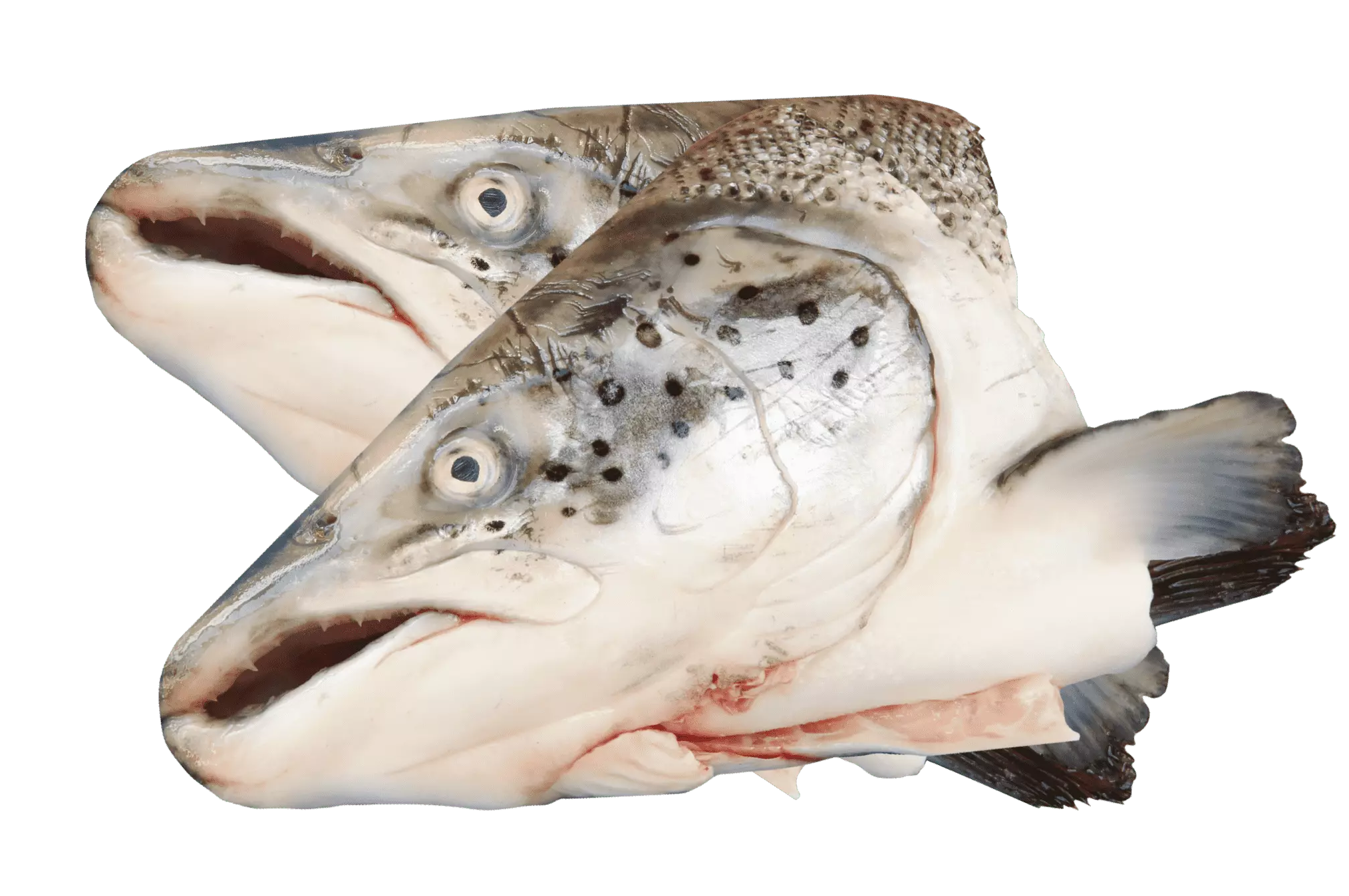 Laxhuvud Fryst 2styck/påse Norge