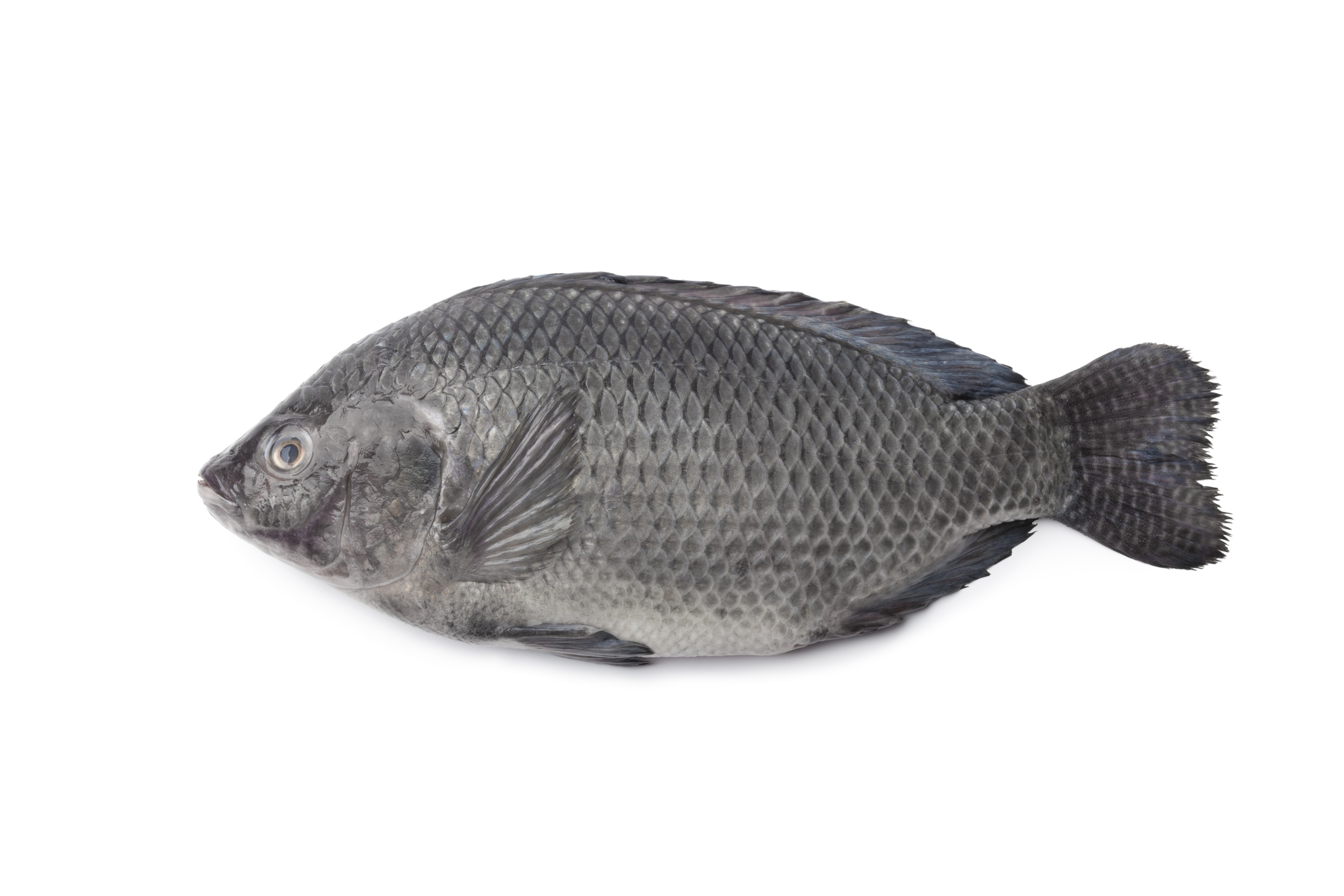 Tilapia Fisk Fryst 500-800g/st, pris per styck Jona/Dayseaday Vietnam