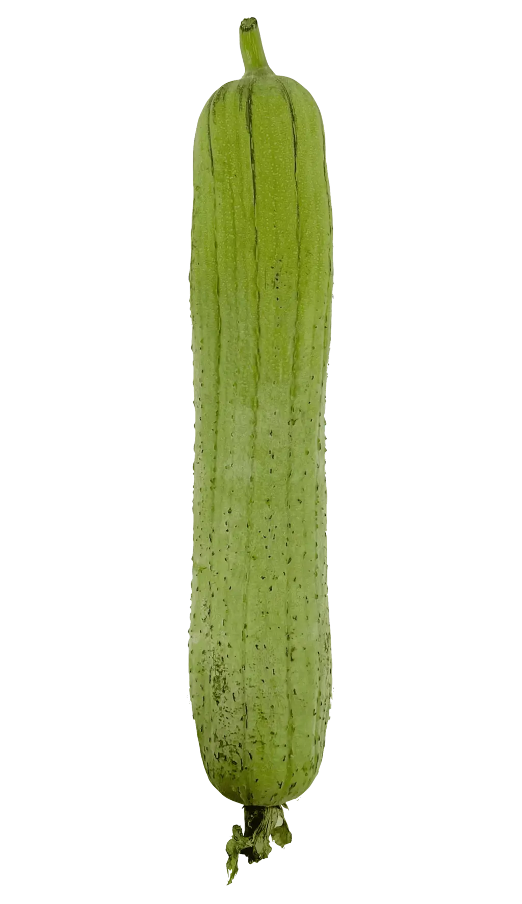 Luffe/Sikwa Liso ca 700-900g/pack-price per pack