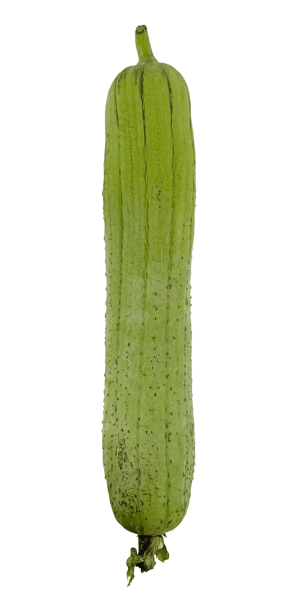 Luffe/Sikwa Liso ca 500-700g DOR