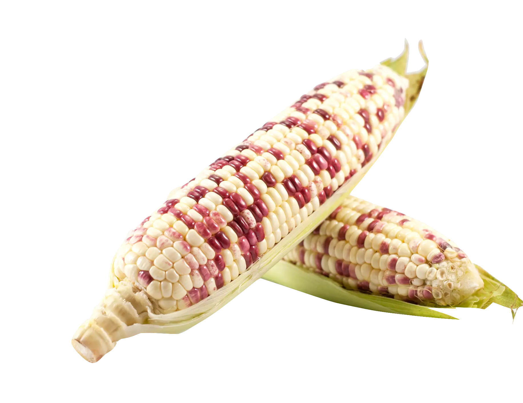 新鮮彩色糯玉米 单條計價  西班牙
