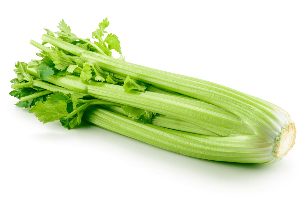 Blanched Celery piece Spain