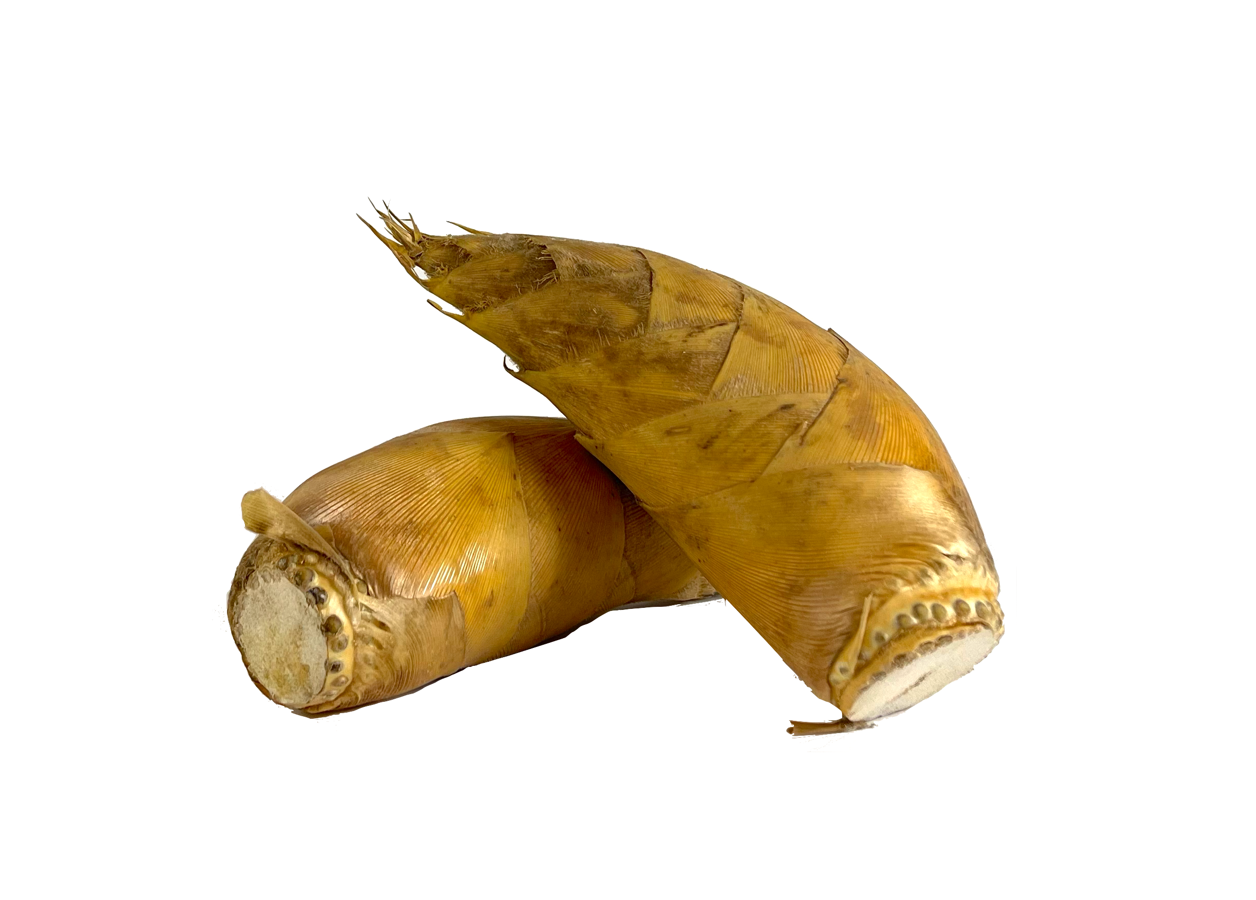 Vinter-bambuskott Färsk 900-1000g Kina