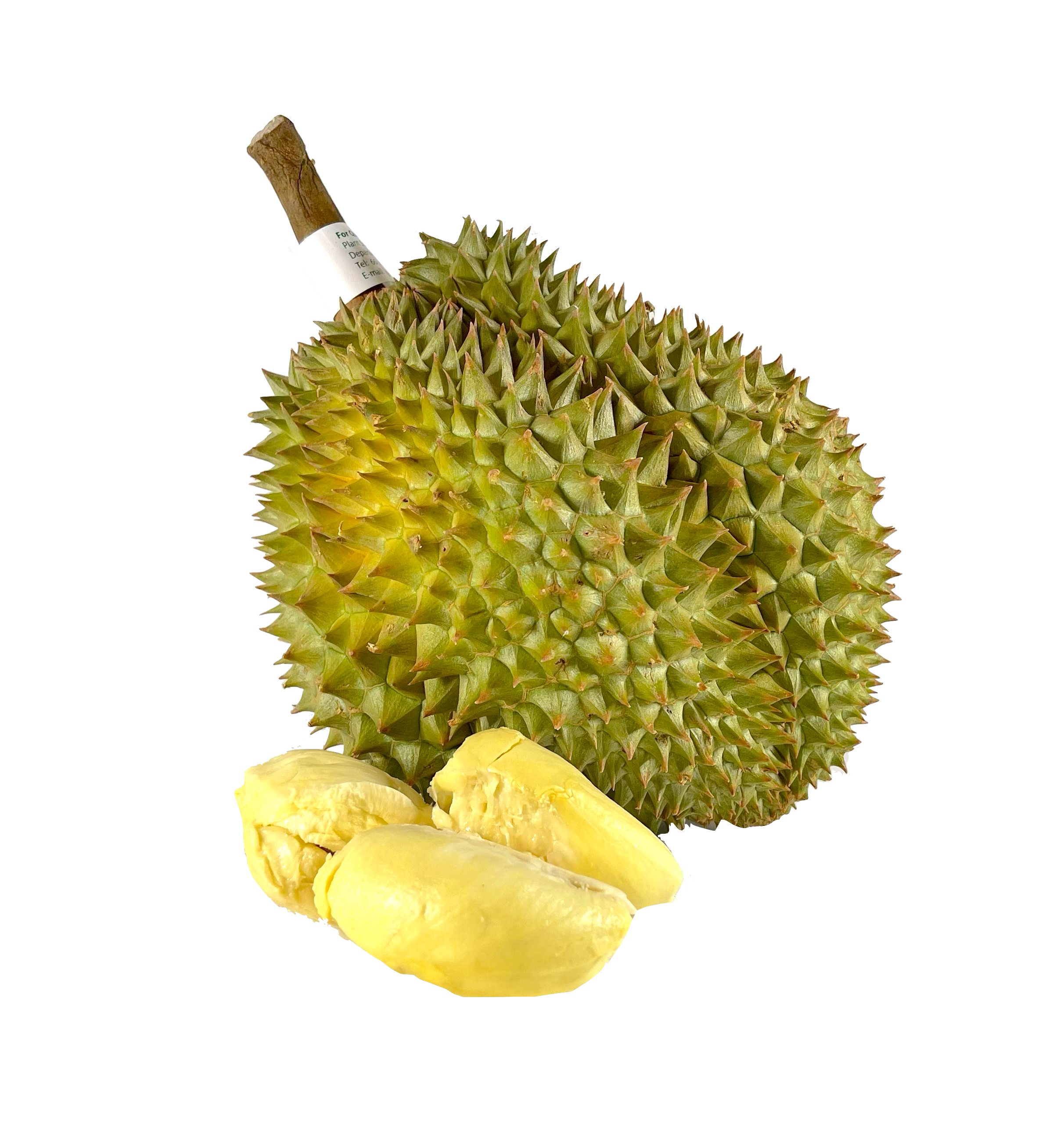 Durian Whole Frozen ca2kg - TCT Vietnam, the price refers to a Durian of 2kg.