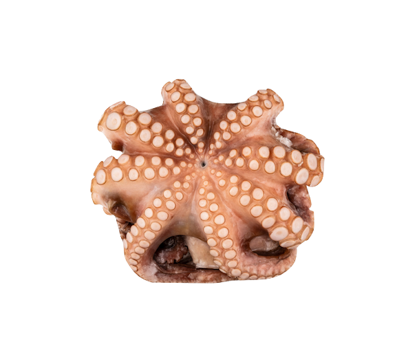 Octopus Whole ca 1kg Size:S Xiao Zhang Yu Spain