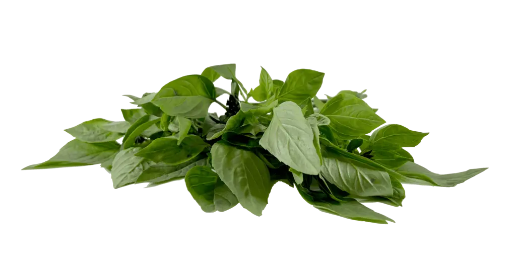 Sweet Thai Basilika Fresh 100g Spain