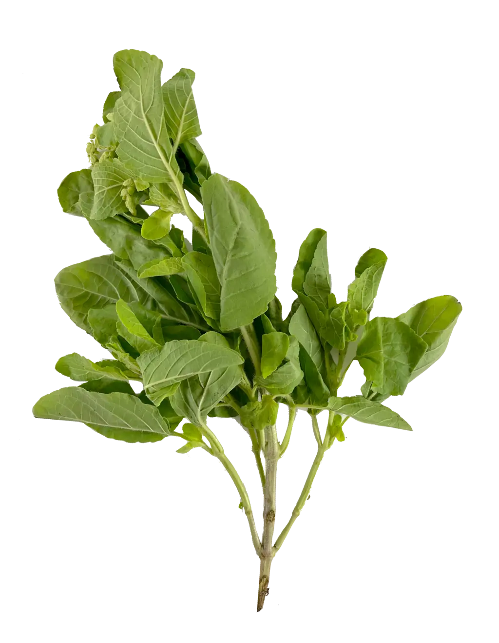 泰国  辣罗勒叶 100g