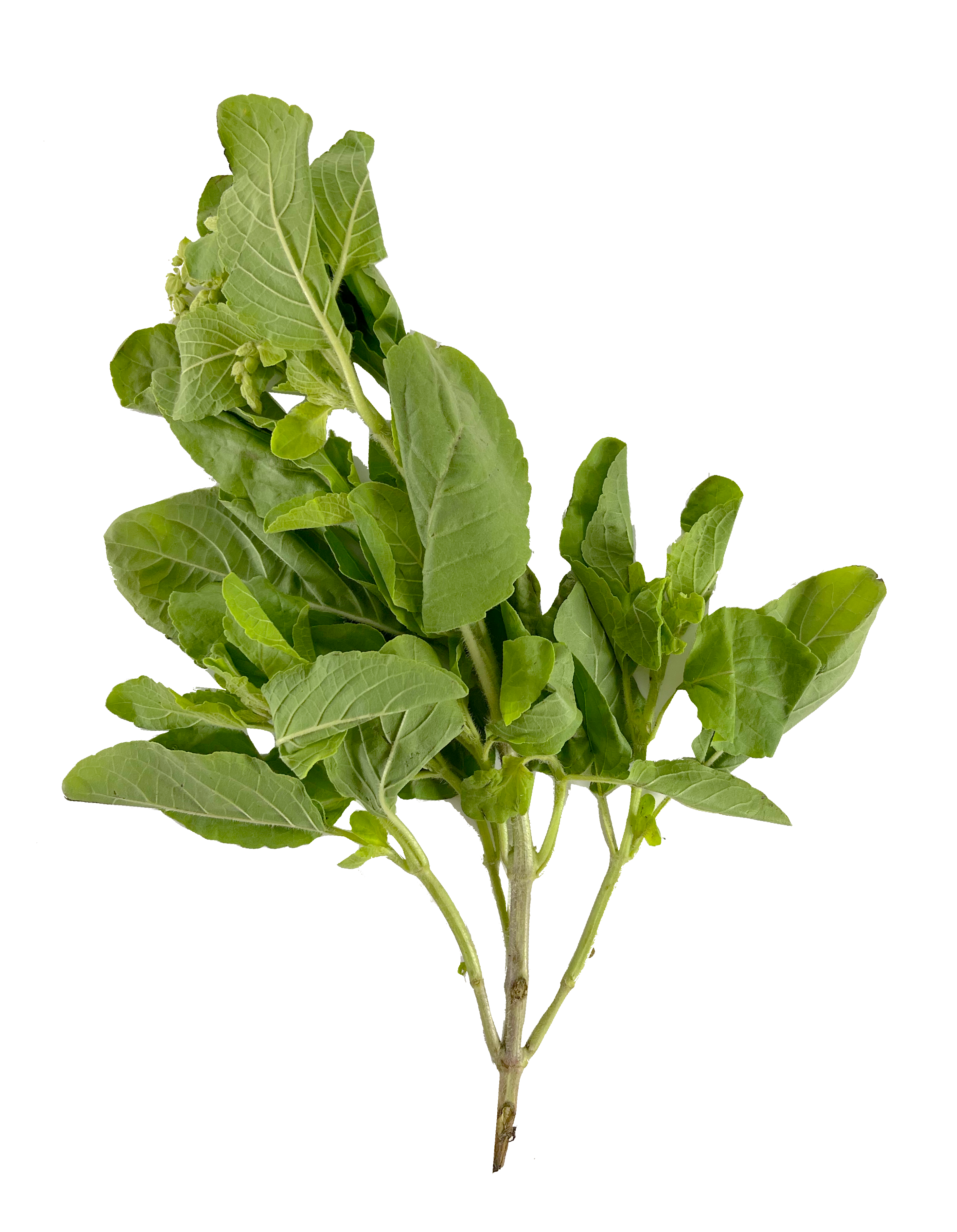 Thai Holy Basil 100g/påse Thailand