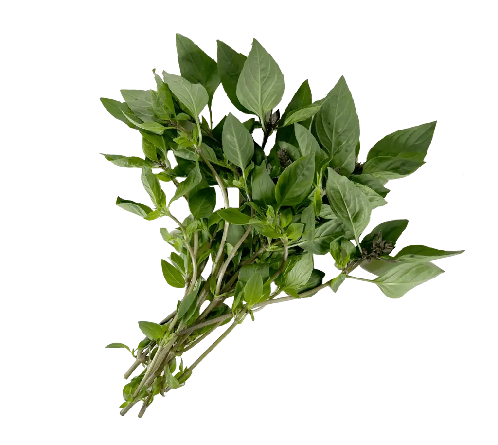 Thai Sweet Basil 100g/pkt  Thailand