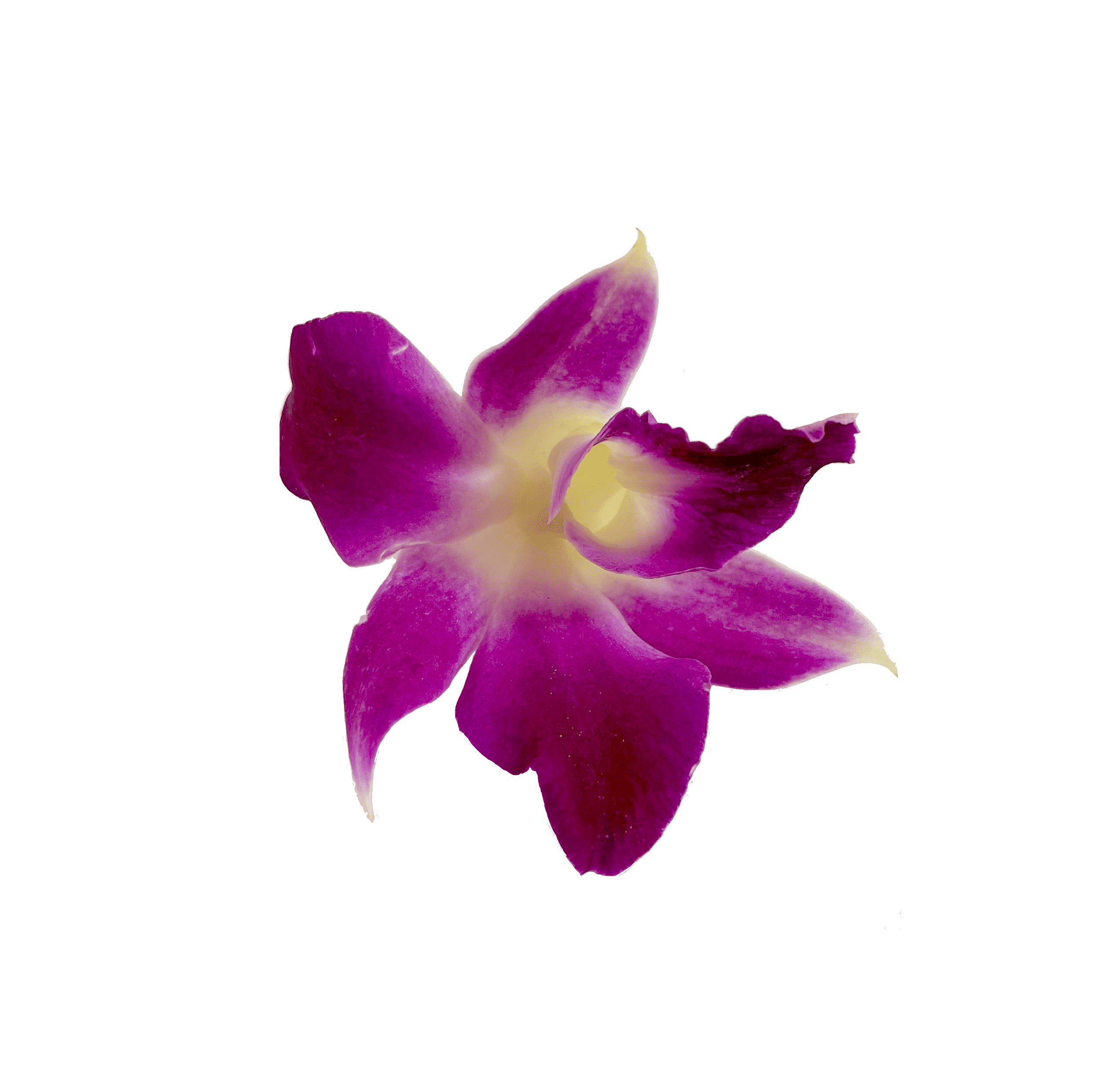 Orkide Blomma 500g/pkt